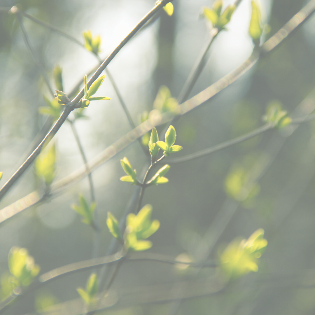 Spring Statement 2022